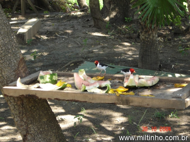 Foto - Lontra (02).jpg